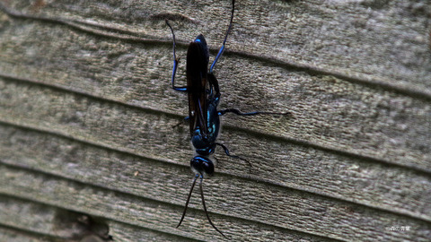 IMGP2776ルリジガバチ-3k