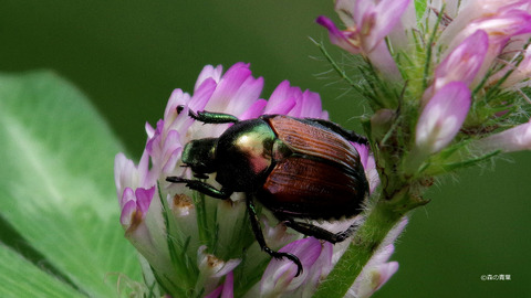 IMGP1813マメコガネ-3k