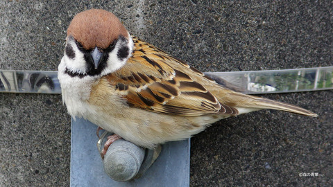 IMGP0418_filtered-3k