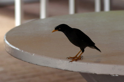 _IMG5076ジャワハッカ