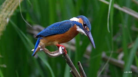 IMGP2530_filtered-3k