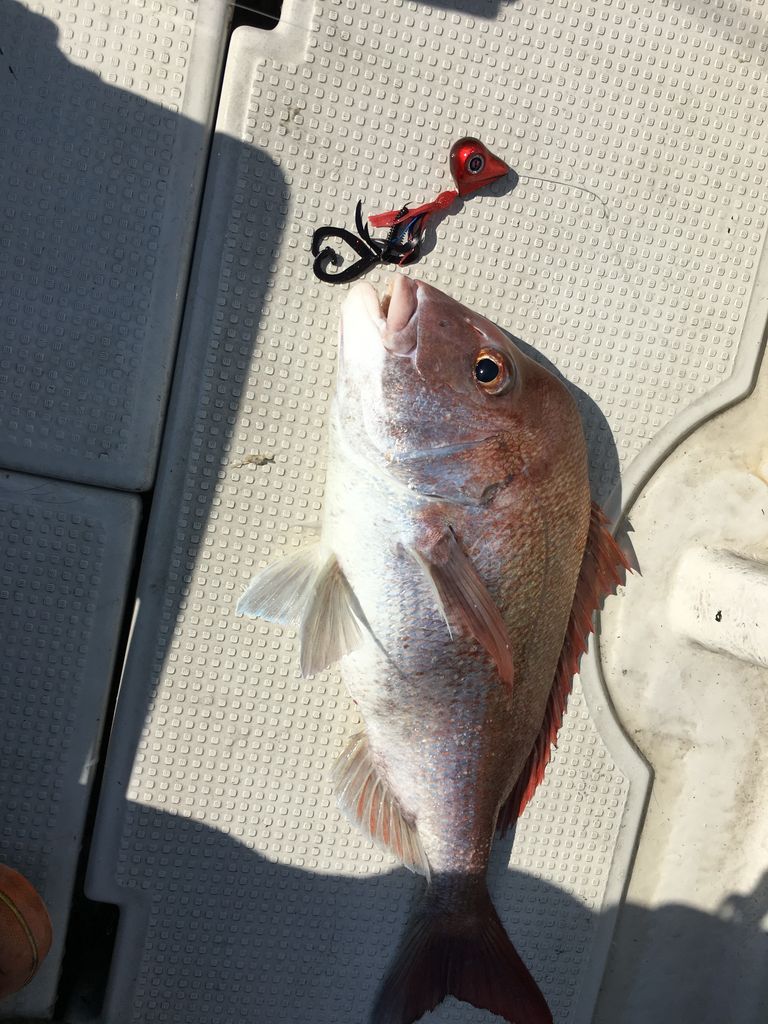 海風にふかれて 院長日記 3月12日 日曜日 鯛ラバ釣行4回目