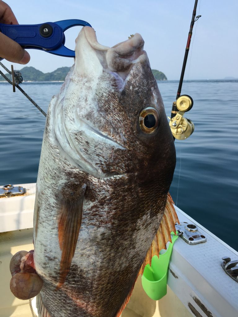 5月22日 日曜日 鯛ラバ ネクタイのカラーについて 海風にふかれて 院長日記