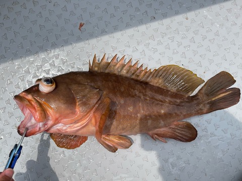 590051C0-5130-418D-8FC8-1BAE3CB89AFD