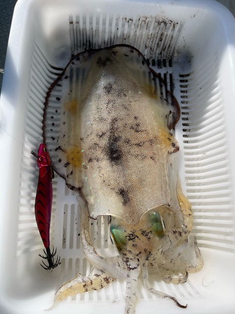 BEAAF23A-B506-4347-9515-382E4EDC5CED