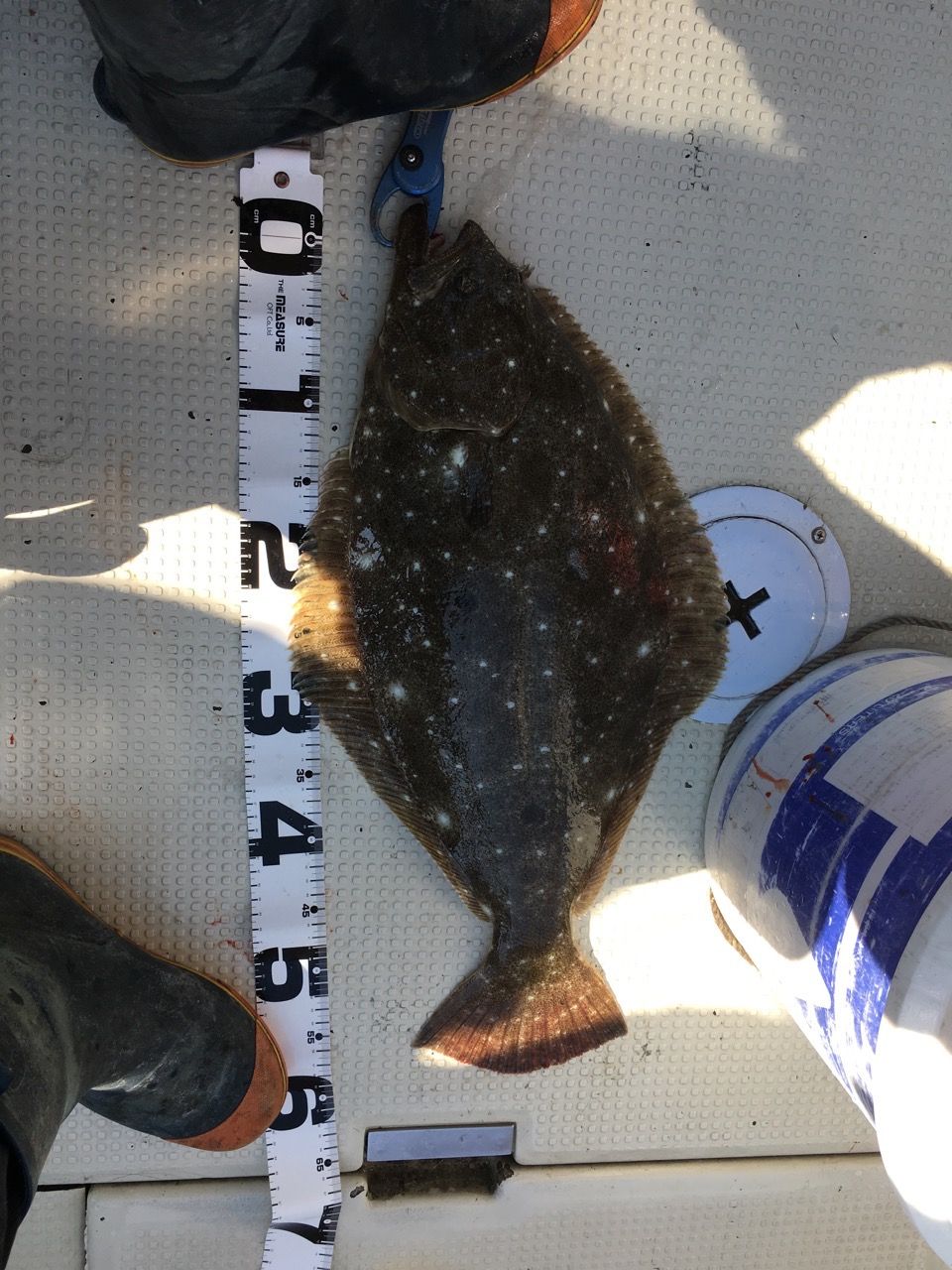 11月5日 日曜日 タイラバ釣行 29回目 海風にふかれて 院長日記