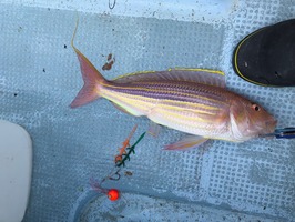 IMG_1141