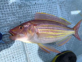 IMG_1135