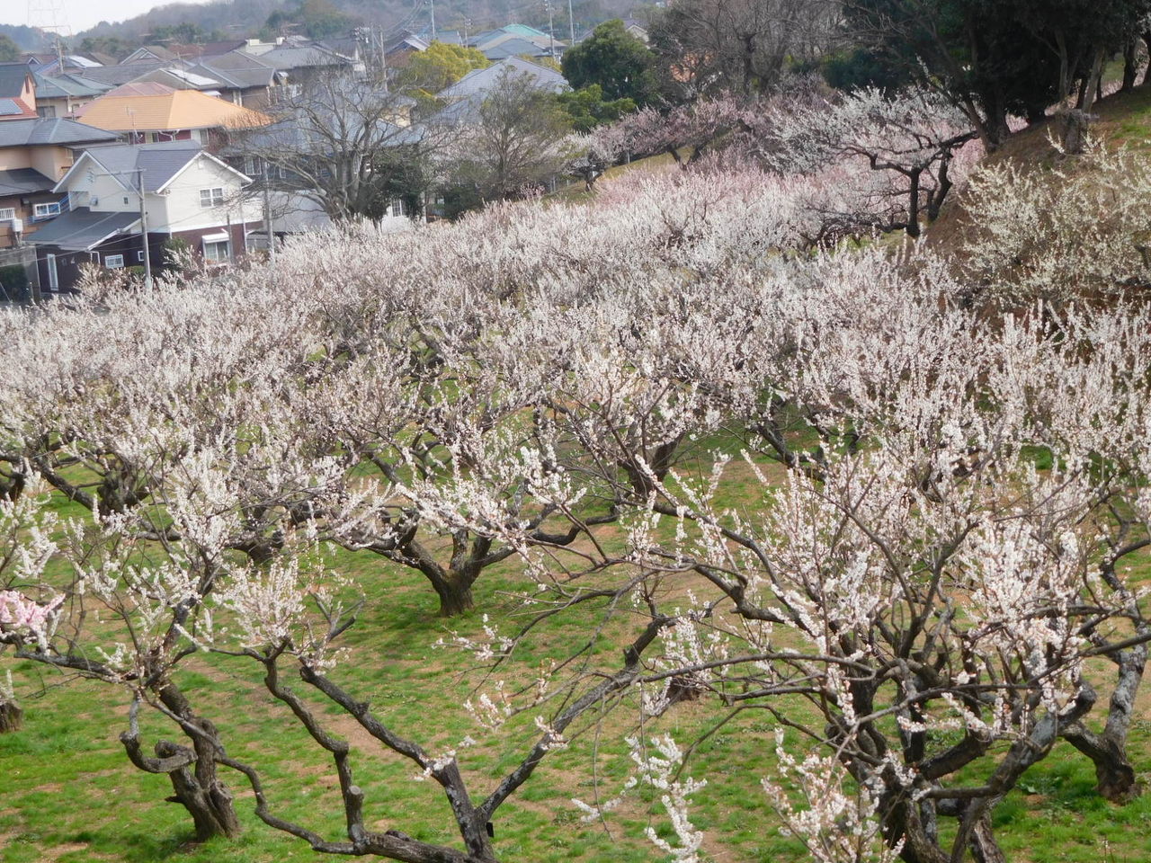 農事センターの梅園 : 65歳でブログ始めました。