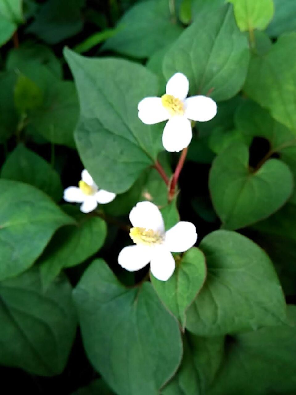 伊藤病院 甲状腺疾患専門 に行ってきた 65歳でブログ始めました