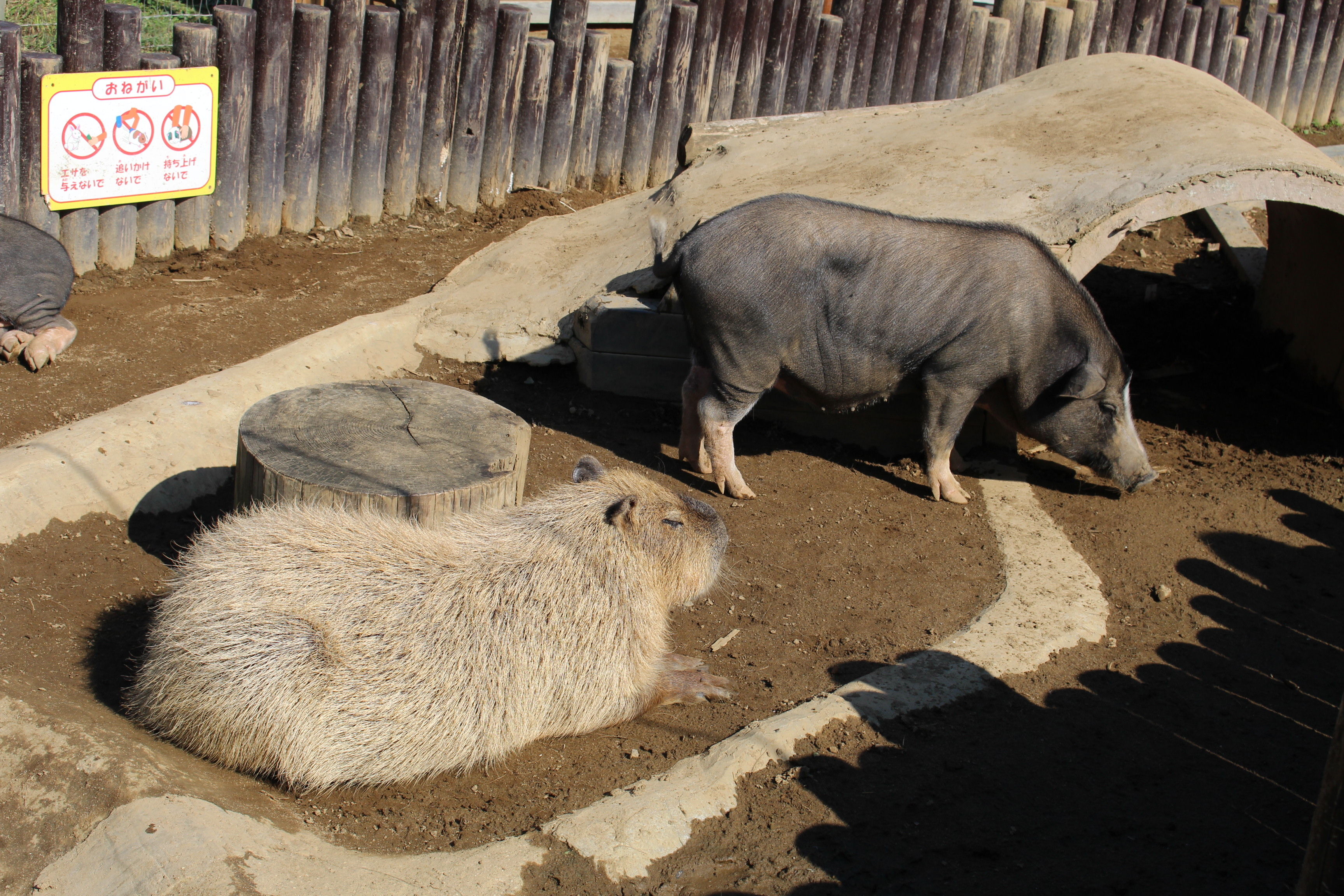 ブタとカピバラ カピバラと動物園と私 ブタとカピバラ カピバラと動物園と私
