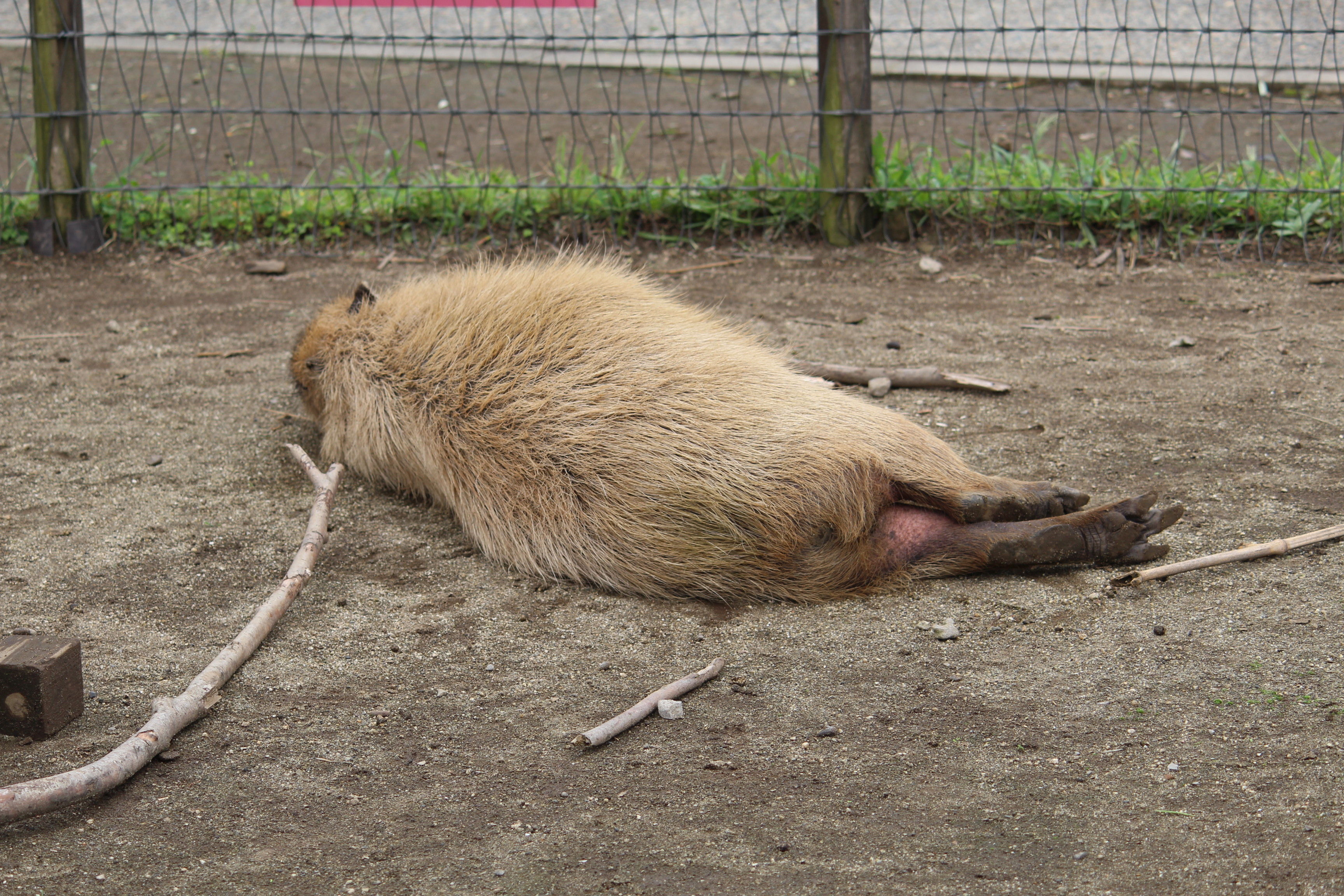 マザー牧場のカピバラさん カピバラと動物園と私
