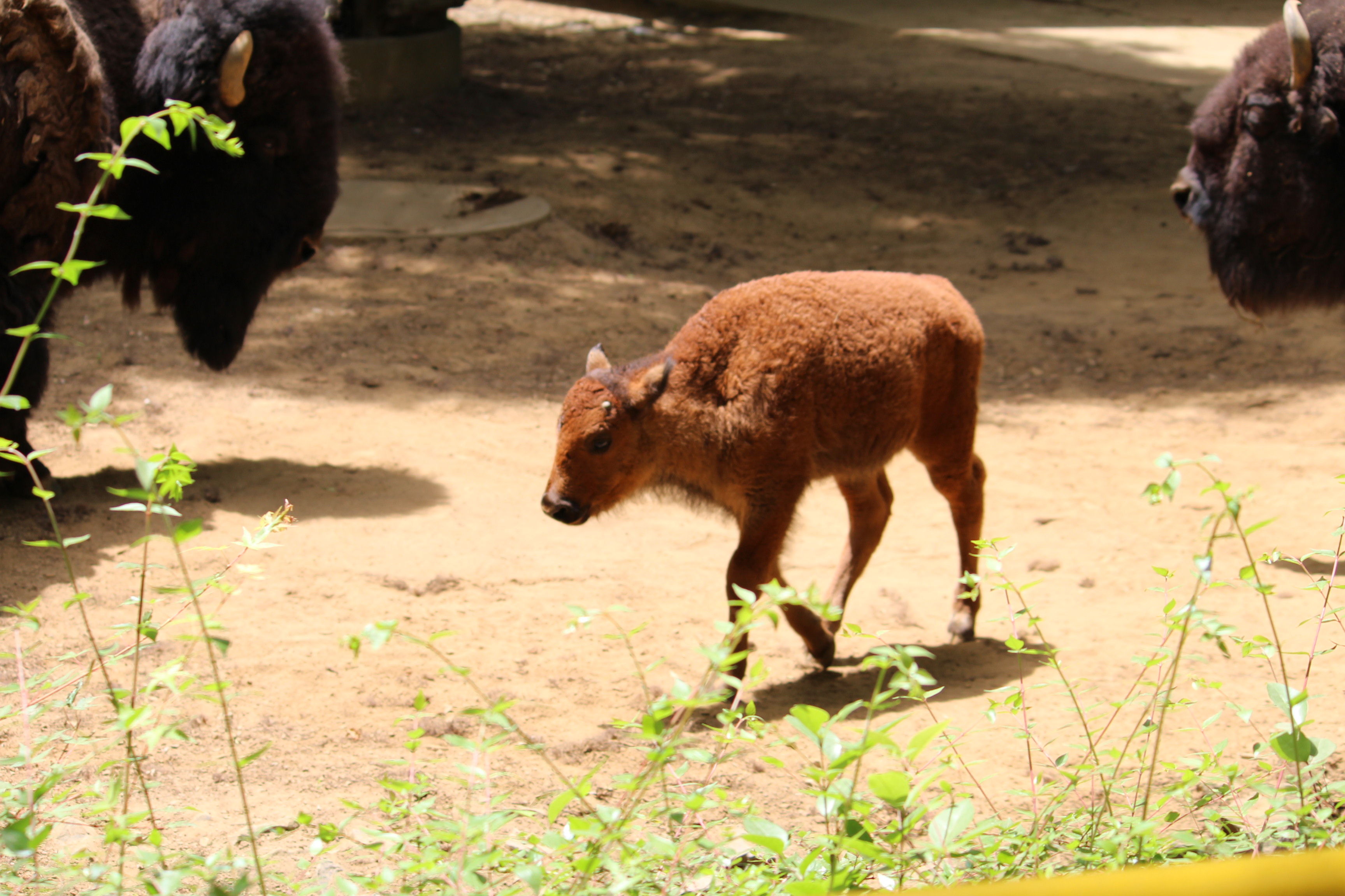 アメリカバイソン カピバラと動物園と私 アメリカバイソン カピバラと動物園と私