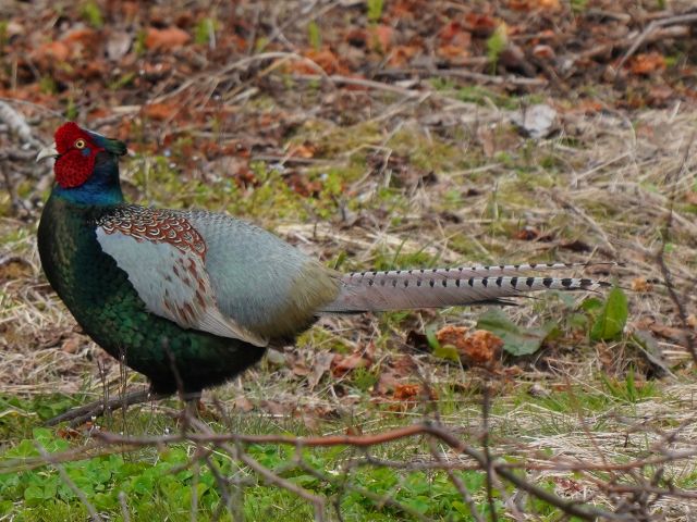 キジの母衣 ホロ 打ち てくてくフォト By Morino Risa