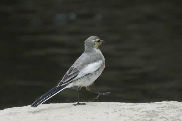 幼鳥たち シジュウカラ ハクセキレイ スズメ てくてくフォト By Morino Risa