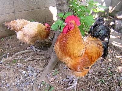 ニワトリの鳴き声 シニアからはじめた田舎暮らしとガーデニング ニワトリの鳴き声 シニアからはじめた田舎暮らしとガーデニング
