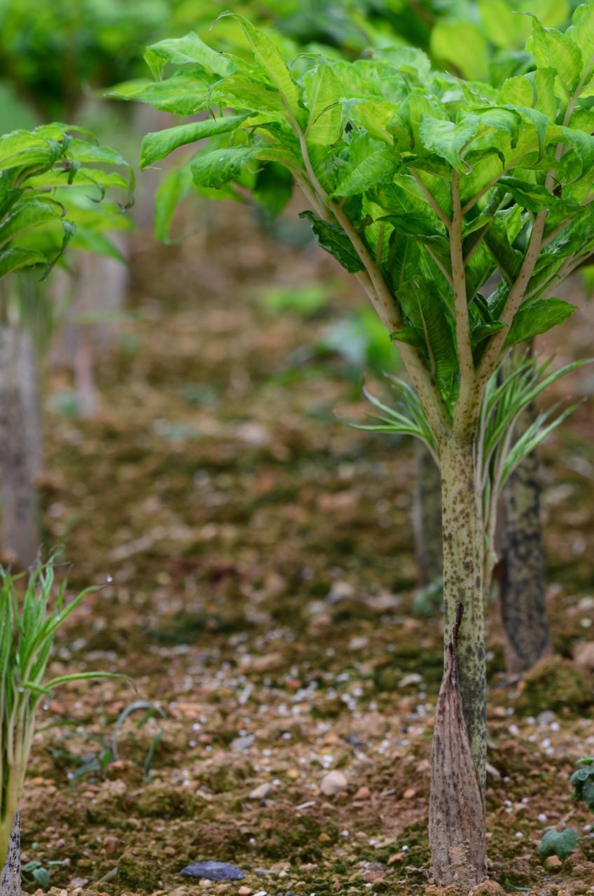 株式会社 森岡農園の紹介 広島県神石高原町のお花と蒟蒻な日々