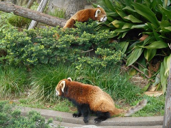 シティ御礼&野毛山動物園。