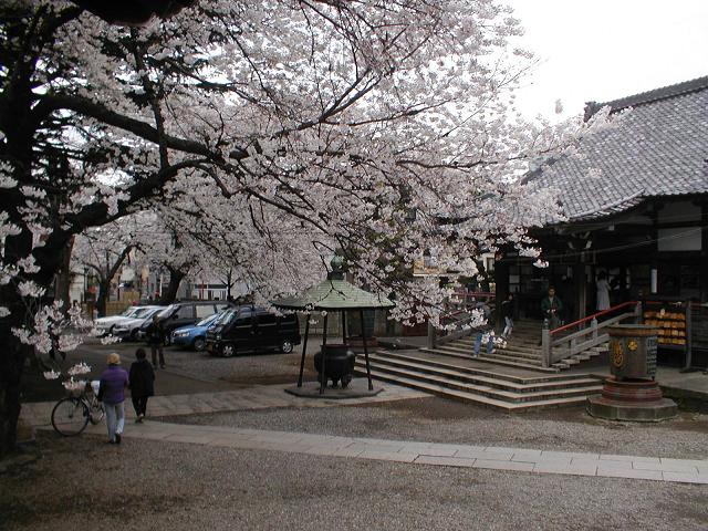 新井薬師境内の桜