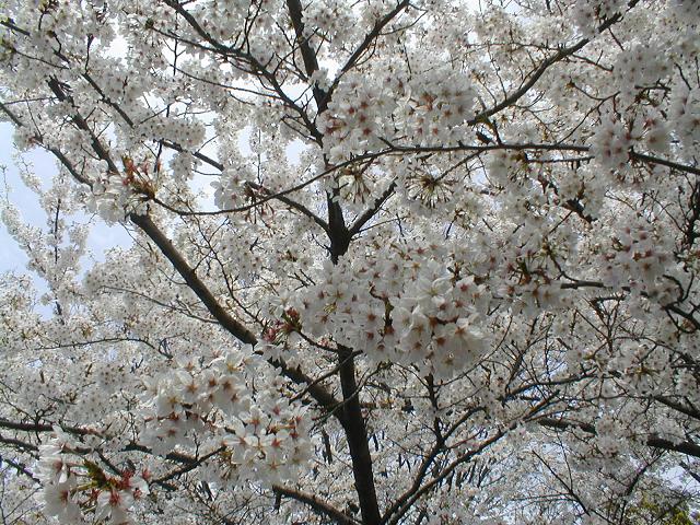 都内の桜はもう終わり。