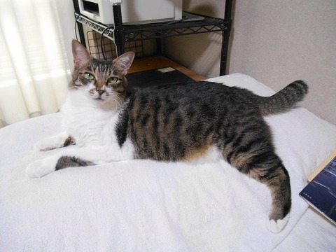 文化の日だニャン