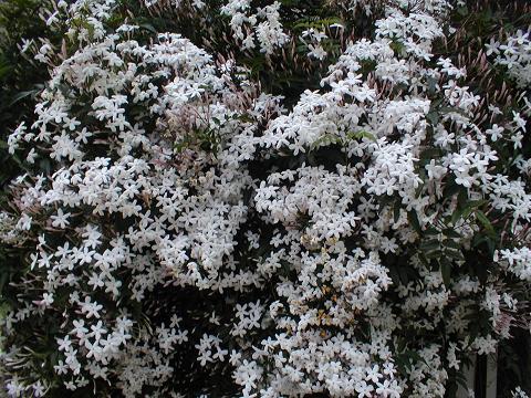 羽衣ジャスミンの芳しい香り……。