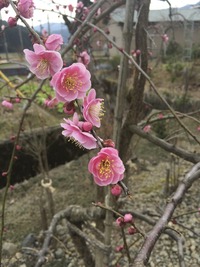 IMG_2430