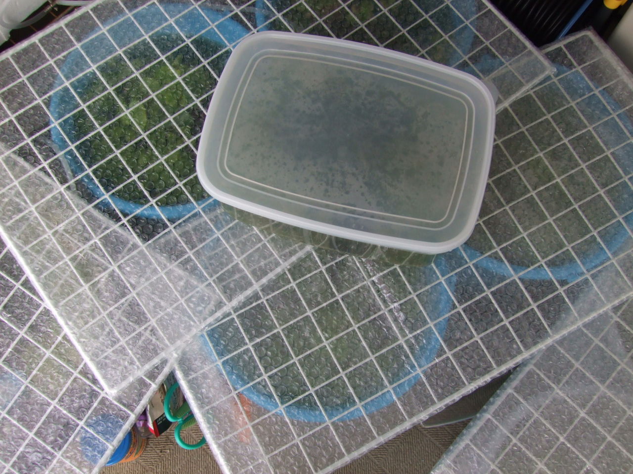 メダカの越冬対策 森田勝里 Morita Kachisato の気まま日記