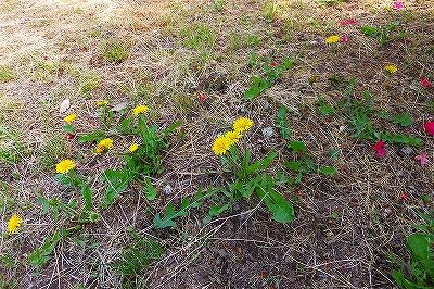 DSCF8485