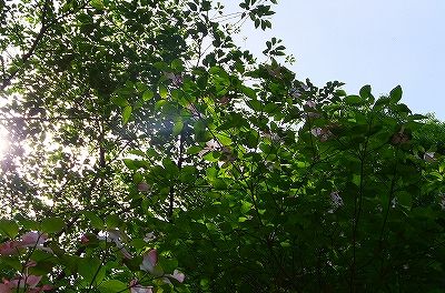 DSCF8480