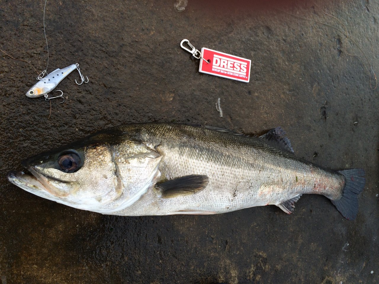 シーバスはクランクベイトで釣れるのか 釣りの素 シーバスはクランクベイトで釣れるのか 釣りの素