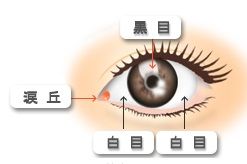 涙目に対する涙丘切除術 : もりや眼科 森谷充雄が眼科の事を分かりやすく説明します。