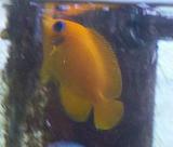 Lemon20050529