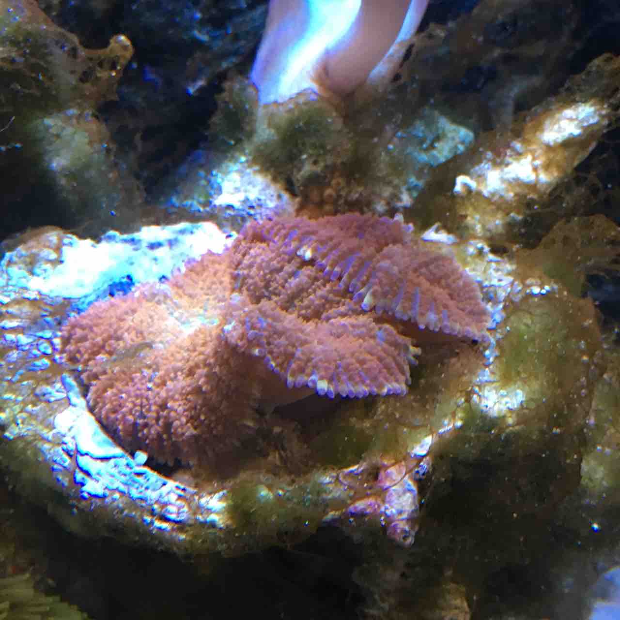 茶苔 トロロ藻の勢い止まず Dialy Of Marineaquarium