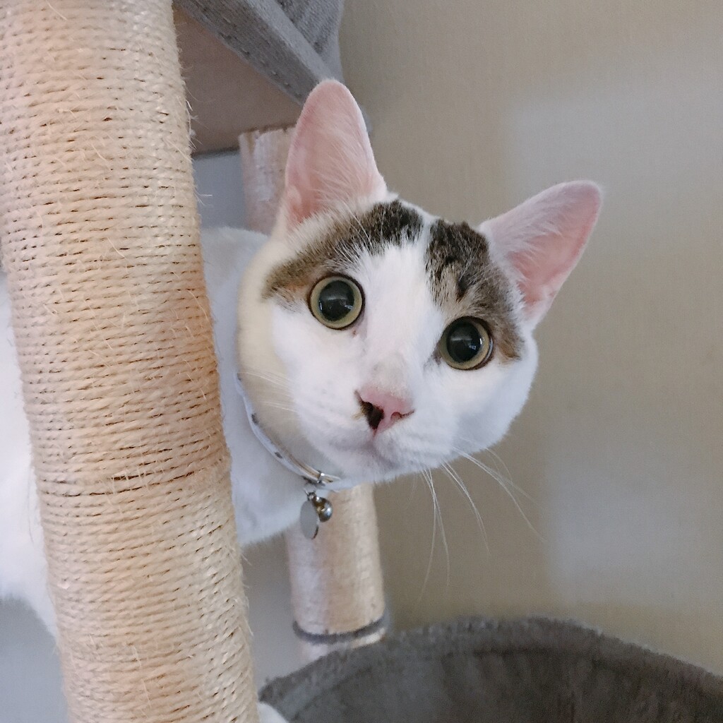 猫っていちいち驚いた顔するよね と ジェルネイルでぐにょぐにょ柄 Moroのハンドメイド Powered By ライブドアブログ