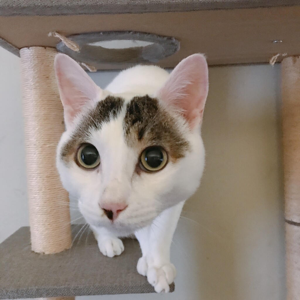 猫っていちいち驚いた顔するよね と ジェルネイルでぐにょぐにょ柄 Moroのハンドメイド Powered By ライブドアブログ