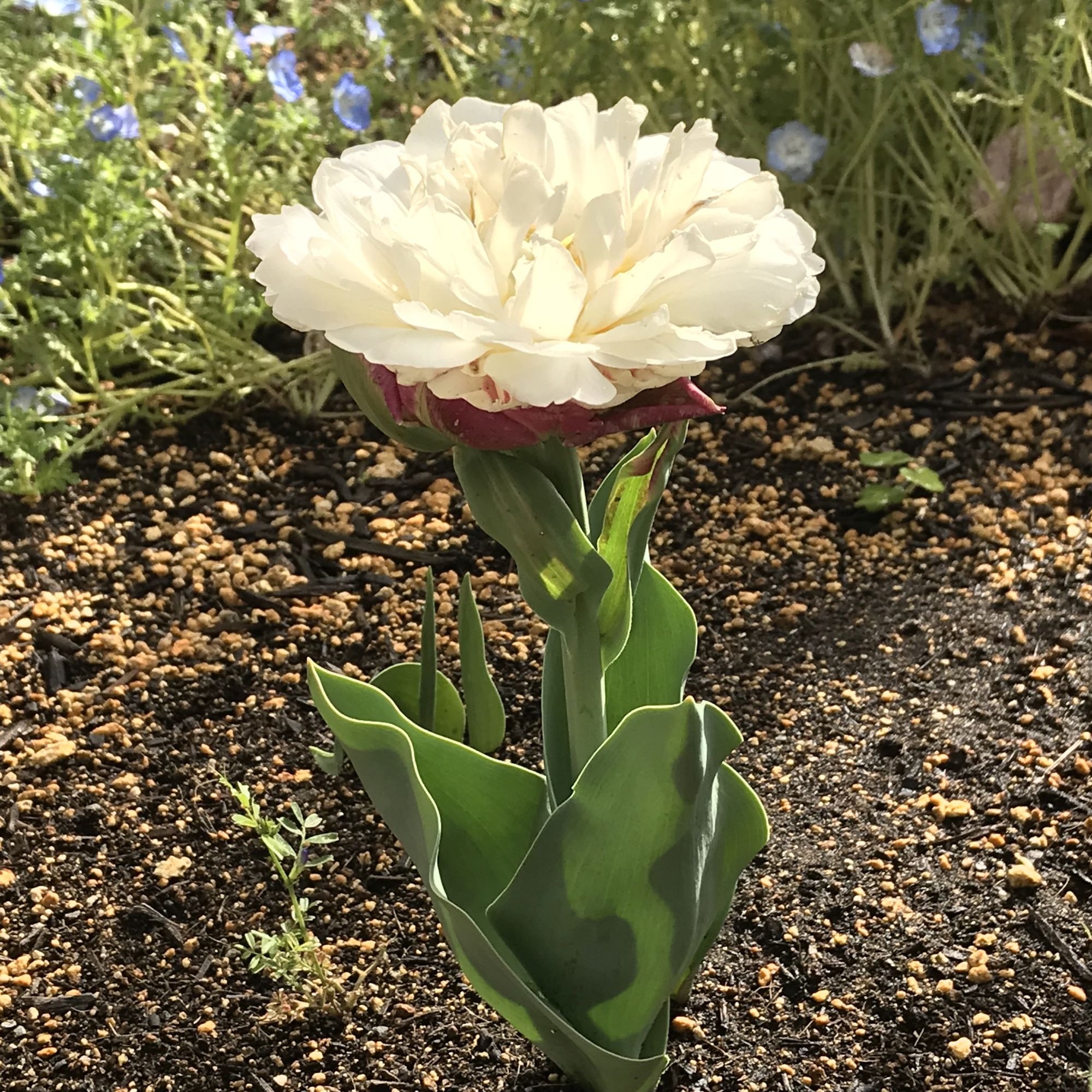 チューリップとてんとう虫 Moroの家族と ハンドメイドと Moroオフィシャルブログ Powered By ライブドアブログ