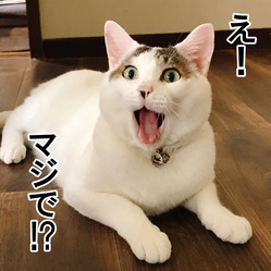 ポン太おどろき