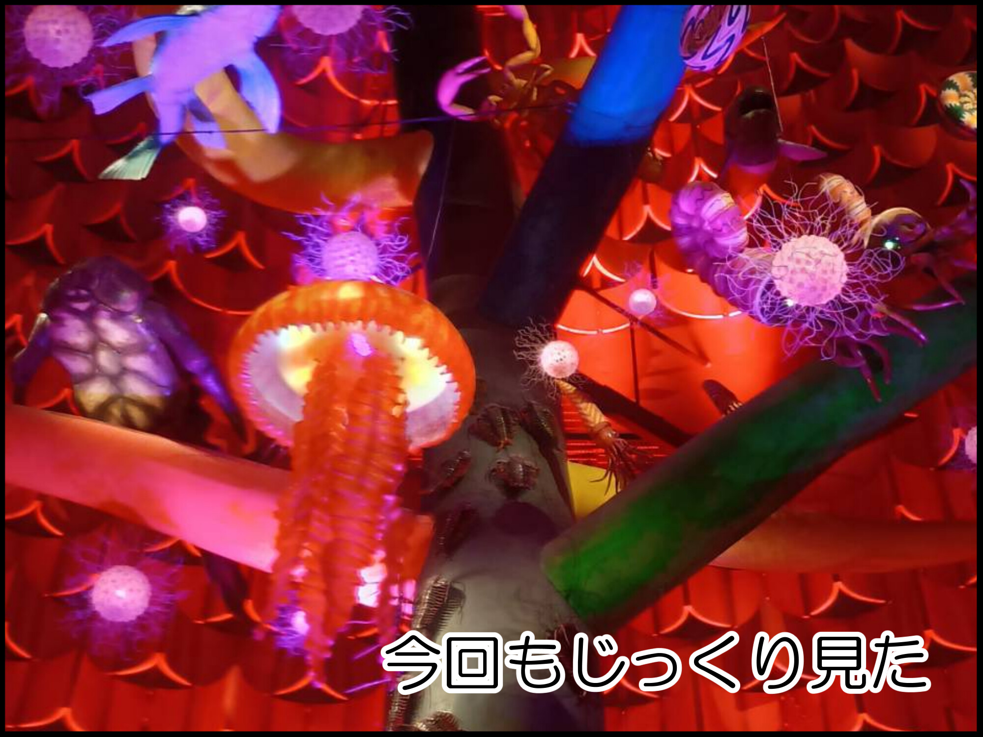 カメちゃんの子断捨離中(プロフ確認) よし、帰るぞ！② : 「moroの家族と、ハンドメイドと。」moro
