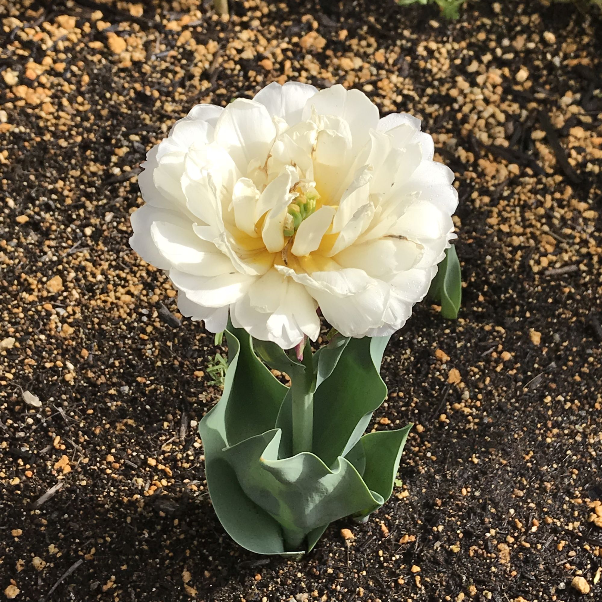 チューリップとてんとう虫 Moroの家族と ハンドメイドと Moroオフィシャルブログ Powered By ライブドアブログ