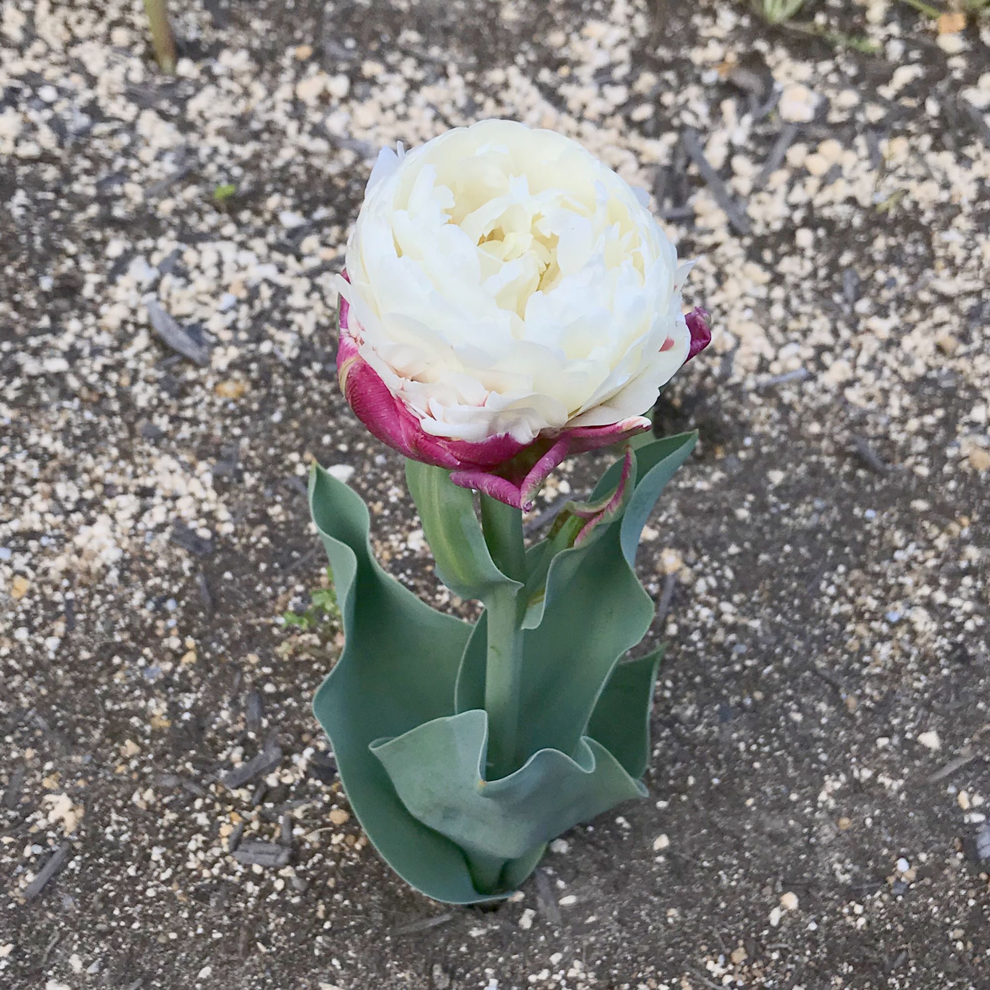 チューリップとてんとう虫 Moroの家族と ハンドメイドと Moroオフィシャルブログ Powered By ライブドアブログ