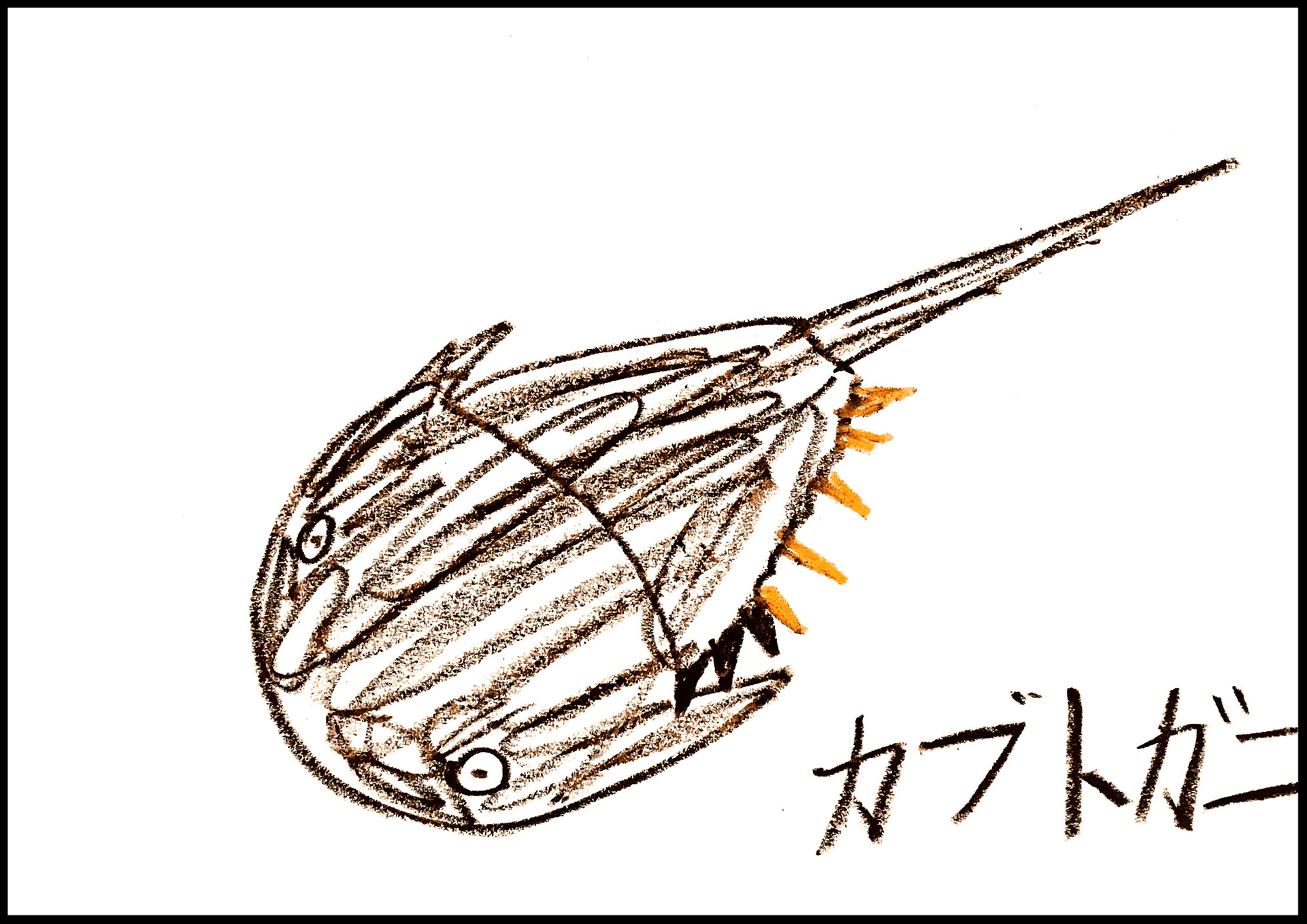 こもたろの魚コレクション Moroの家族と ハンドメイドと Moroオフィシャルブログ Powered By ライブドアブログ