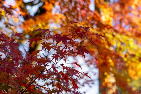 四條畷神社紅葉-2111291