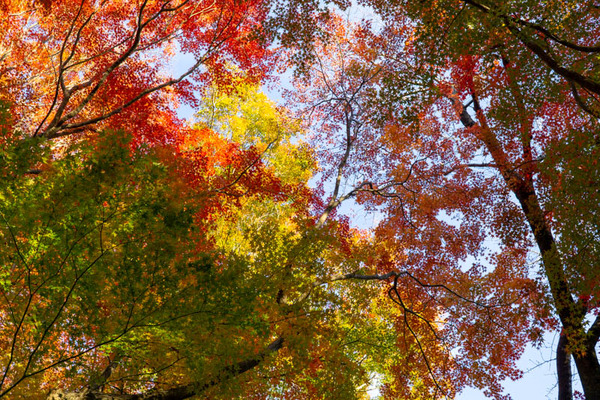 龍尾寺紅葉-2111291