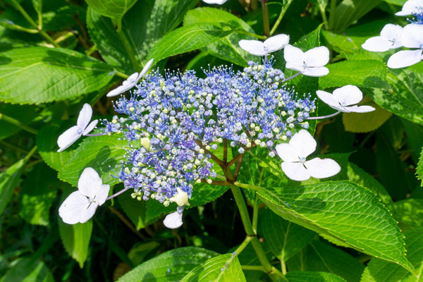 四條畷神社紫陽花-2106089