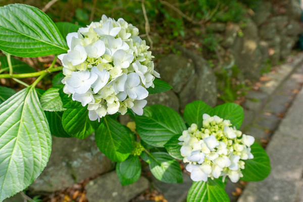 四條畷神社紫陽花-21060823