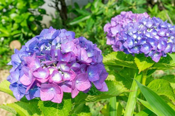 四條畷神社あじさい-2106081