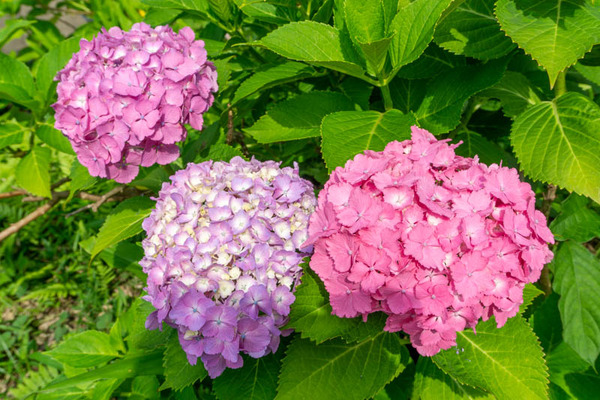 四條畷神社紫陽花-21060813