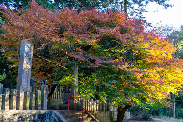 御机神社紅葉-2111298