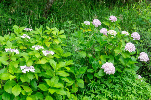 四條畷神社紫陽花-2106087